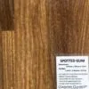 Spotted-Gum-10